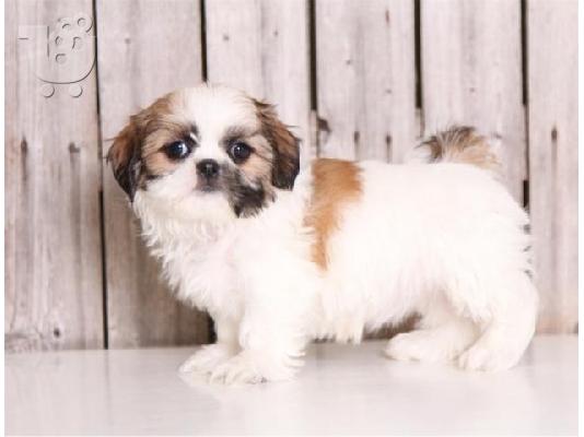 PoulaTo: Shih Tzu Puppies for Sale